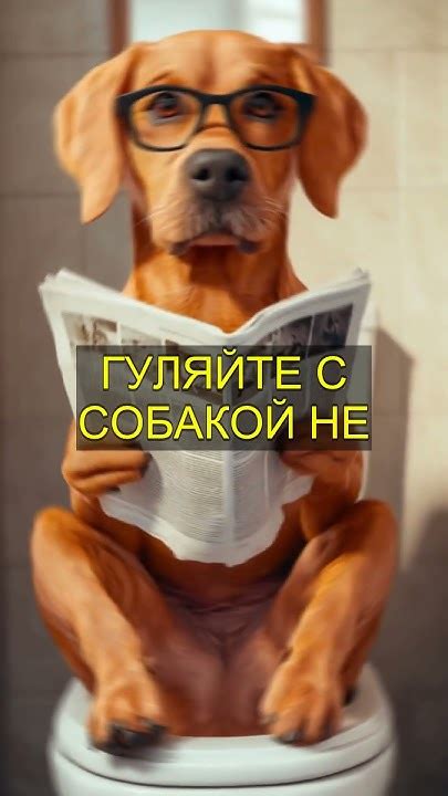 5 Вопросов, Которые Покажут, Насколько Вы Хороший Хозяин Французского ...