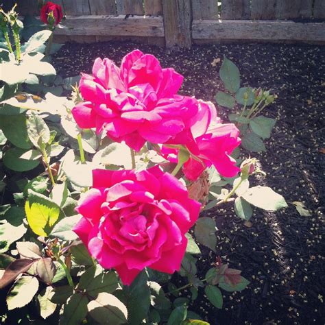 Laura Vitale's Blog: Summer Days.. Oh how I miss them!