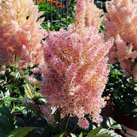 Astilbe 'Younique Salmon' | SlovenskeTrvalky.sk
