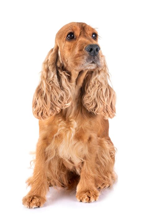 Premium Photo | Adult cocker spaniel