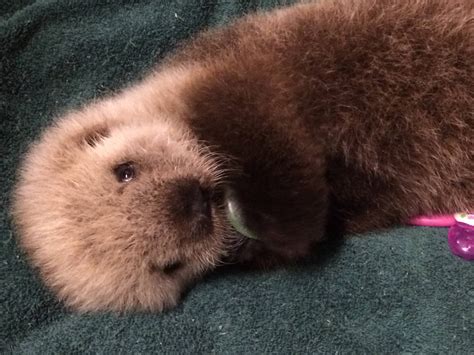 Adorable baby sea otter to call Vancouver Aquarium home (PHOTOS ...