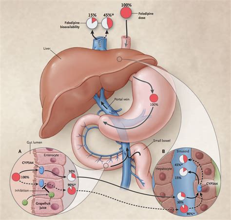 Core Concepts - Drug Interactions with Antiretroviral Medications ...