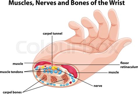 vector flexor  vectorifiedcom collection  vector flexor