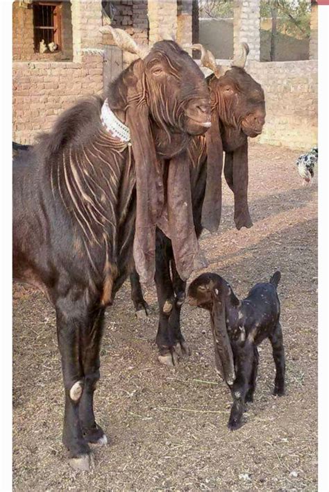 Kamori Goat - Native Breed.org