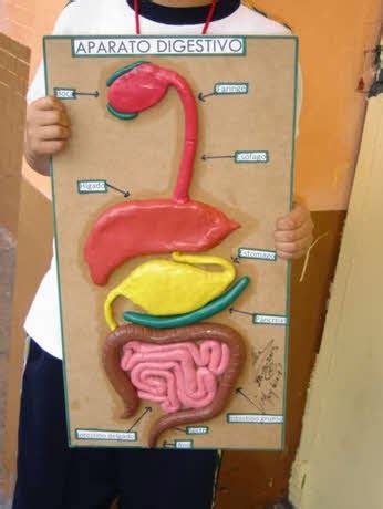 Tercero HCA : Natural Science: DIGESTIVE SYSTEM