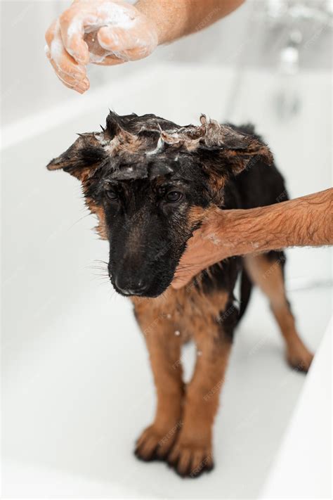 Premium Photo | 3 month german shepherd puppy taking a bath