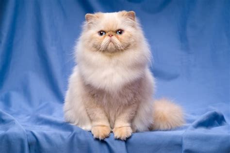 Persian Cat Personality Traits & Facts | Great Pet Care