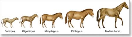 Hipologija: Eohippus