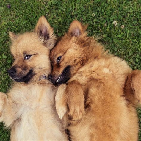 300+ Italian Dog Names - Parade Pets