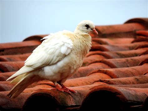 images bird wing roof wildlife beak fauna close