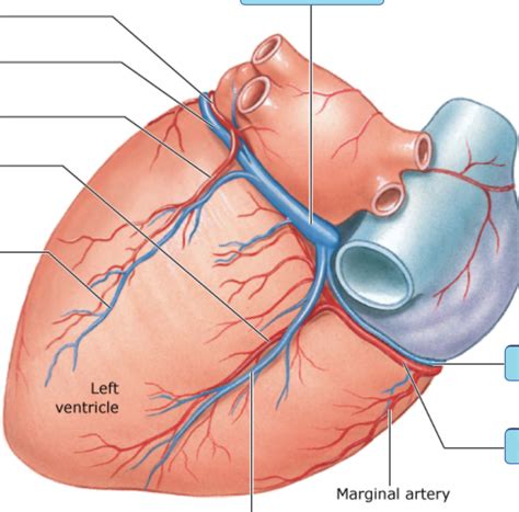 coronary circulation posterior view diagram quizlet