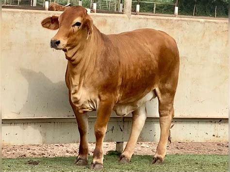 beefmaster brahman cross jj cattle