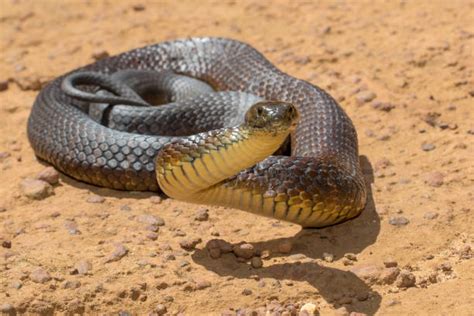 Tiger Snake Stock Photos, Pictures & Royalty-Free Images - iStock