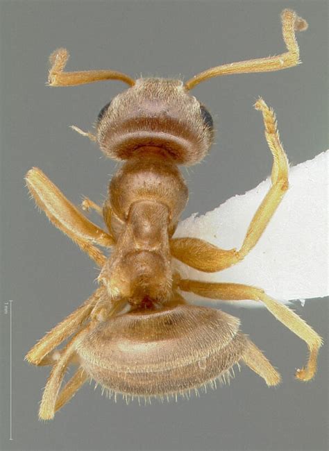 lasius neoniger bioquipbugs