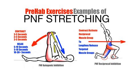 PreHab Exercises - Effective Stretching Techniques - Examples of PNF ...