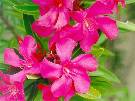 mundo jardin adelfa nerium oleander