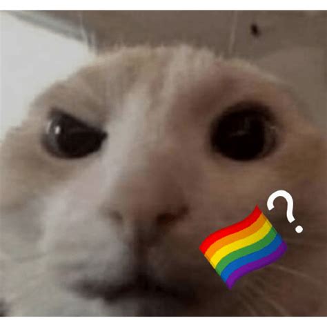 Inquisitive cat 🌈? | 🏳️‍🌈? / Pride Flag Question Mark | Know Your Meme