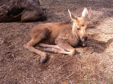 Skansen animals at midsummer (Stockholm and beyond)