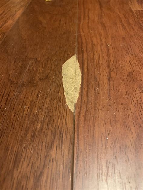 laminate flooring bugs 1