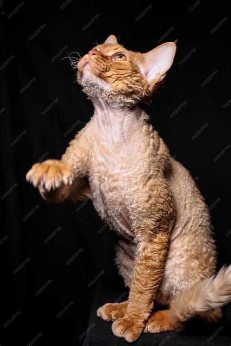 Devonshire Rex Cat