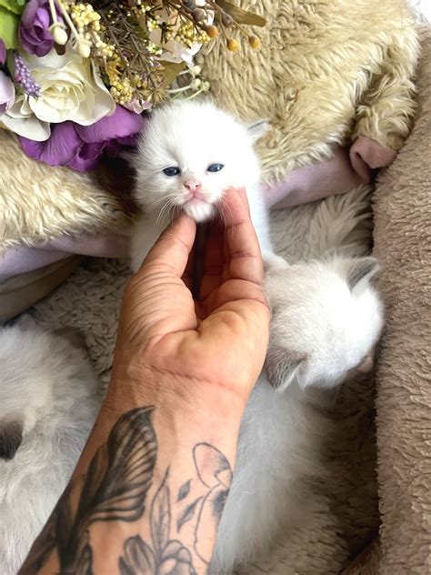 Anne Altından Safkan Ragdoll Yavrular - Patibul.com