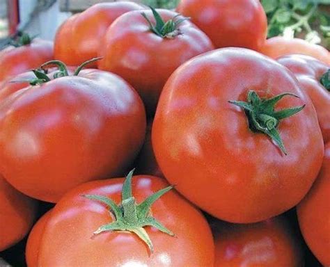 Plants resistant to tomato early blight - calendarlopi