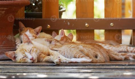 Cat nursing her little kittens, close up. Concept of motherhood, child