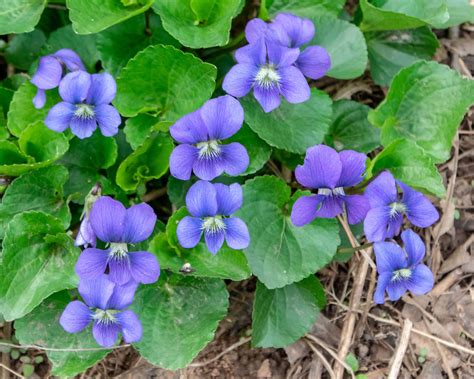 Is Violet A Blue at Jett Embling blog
