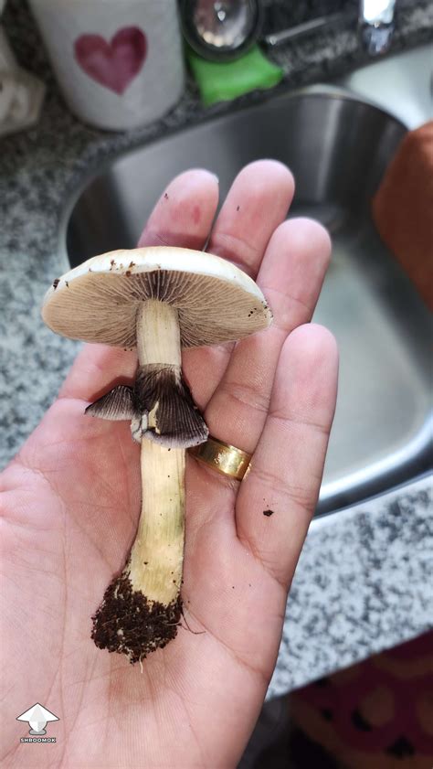 Psilocybe Cubensis Hanoi shroom by Prof. Frags