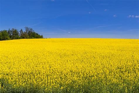 маслодајна репка - Agrotim.mk