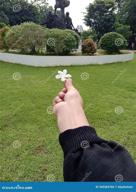 Jasmine Flowers are Symbol of the Purity of Love Stock Photo - Image of