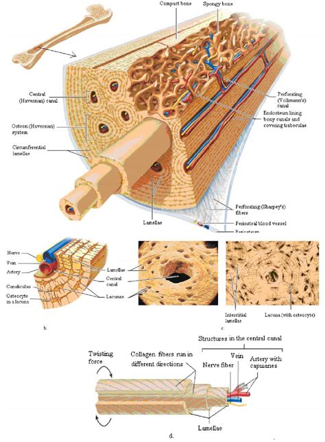 Microscopic Structure Of Compact Bone Diagram Bone Tissue Mo
