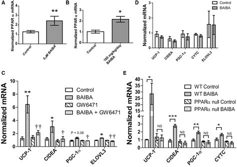 β-Aminoisobutyric Acid Induces Browning of White Fat and Hepatic β