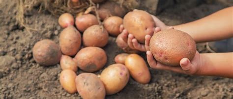 premium photo hands holding  bunch  potatoes