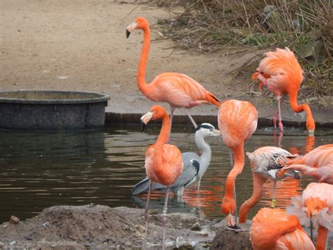 Blackpool Zoo (@BlackpoolZoo) | Twitter | Zoo, Blackpool, Animal pictures