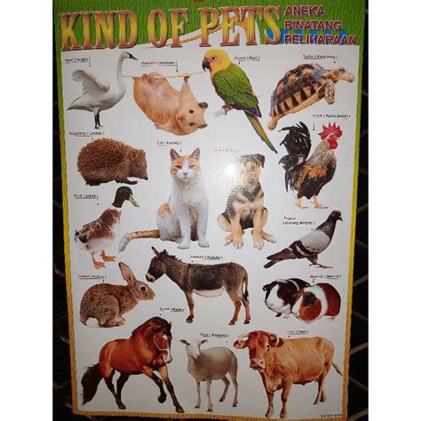 jual poster edukasi anak pets gambar binatang peliharaan mengenal