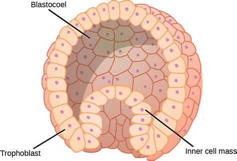 Biology 2e, Animal Structure and Function, Animal Reproduction and ...
