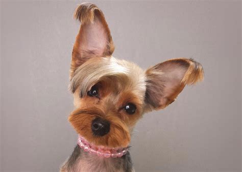 10 Haircuts for a Yorkshire Terrier