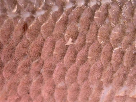 imageafter textures scales fish skin