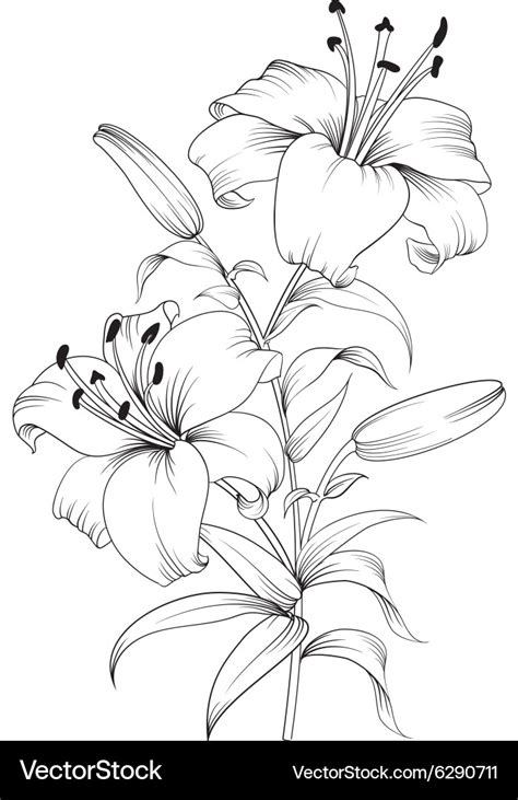 blooming lily flower royalty  vector image