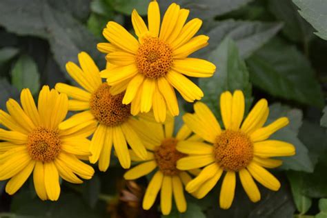 100 Variety Perennial Heliopsis helianthoides Early | Etsy