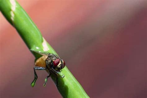 how to get fly trap glue out of hair