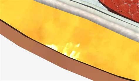 premium photo  lumbosacral joint  vertebral column transitions