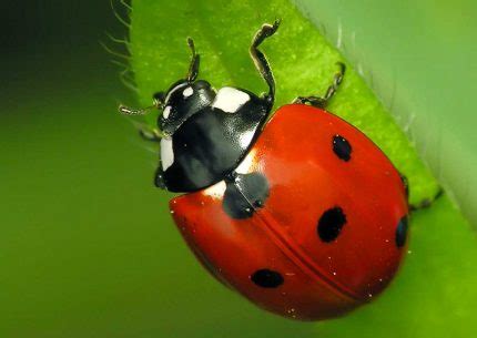 spot ladybug  animal facts appearance diet habitat