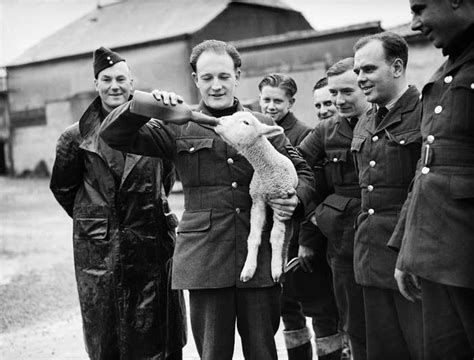 The 26 Most Badass Animals From World War II