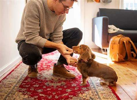 The Fascinating History of Dachshunds: A Tale of Small Breed Dogs - Hollywood Feed University
