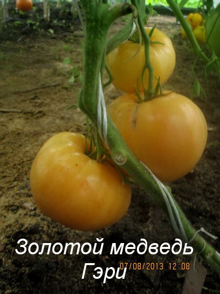 Томат Золотой медведь Гэри: описание сорта, отзывы, фото | tomatland.ru