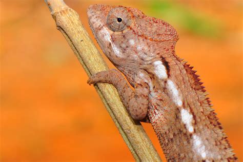 Rainforest Lizards | Photos & Info | Thinkjungle.com