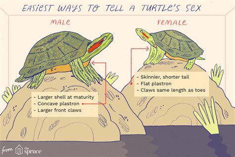 Determining the Gender of a Turtle