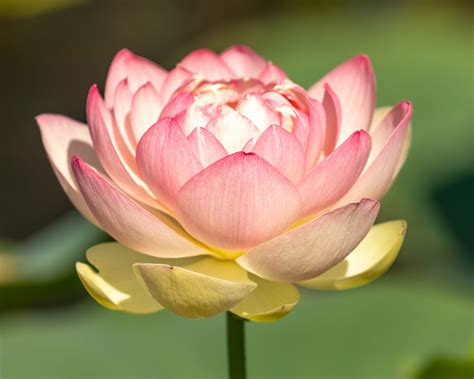 lotus home garden lewis ginter botanical garden